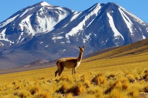 Vicuna (Vicugna vicugna) off Lascar Volcano