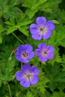 Ashy Cranesbill (Geranium cinereum)