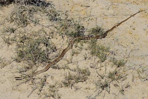 Mousehole snake (Philodryas trilineata)