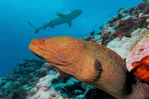 Giant moray (Gymnothorax javanicus) peeps out of hole in coral reef