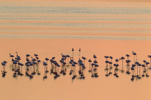 Greater Flamingos (Phoenicopterus roseus)