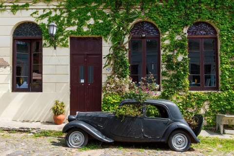 Car wreck of an oldtimer overgrown with plants