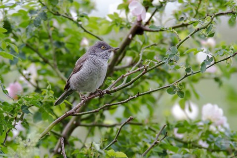Barred warbler (Sylvia nisoria) sits in Dog Rose