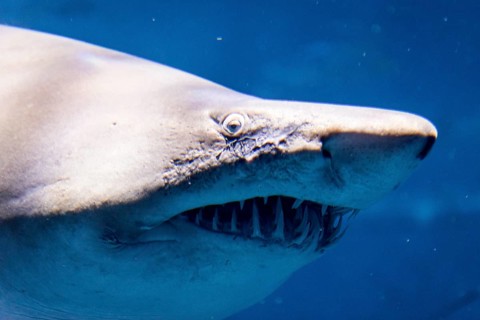 Oceanic whitetip shark (Carcharhinus longimanus)