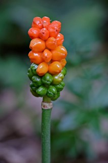 Common Arum (Arum maculatum)