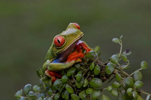 Red-eyed tree frog (Agalychnis callidryas) in the tropical rainforest