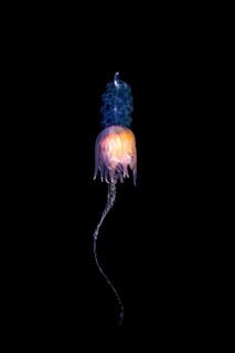 Hula Skirt Siphonophore (Physophora hydrostatica)