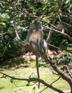 Crab-eating macaque (Macaca fascicularis)