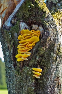 Sulphur polypore (Laetiporus sulphureus)