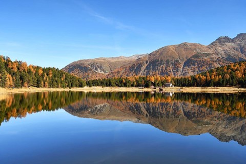 Autumnally coloured larch forest reflected in Lake Stazersee