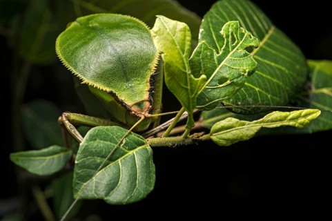 Foliage locust (Tettigoniidae)