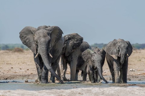 African elephants (Loxodonta africana)