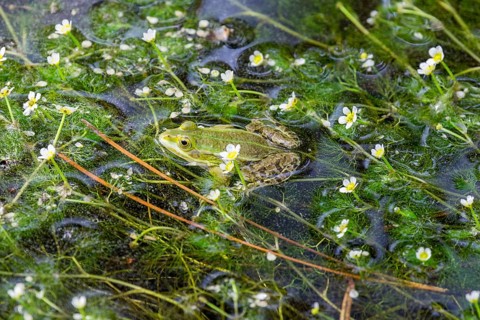 Green frog (Rana esculenta) between flowering aquatic plants