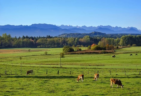 Cows graze in a meadow