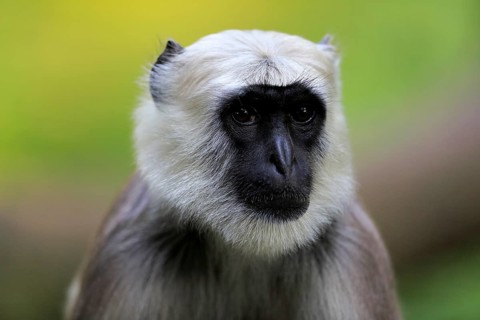 Northern plains gray langur (Semnopithecus entellus)