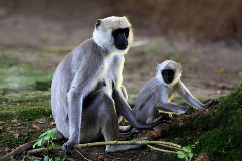 Northern plains gray langur (Semnopithecus entellus)