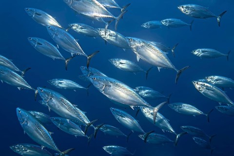Swarm Kawakawas (Euthynnus affinis) swims in the open sea