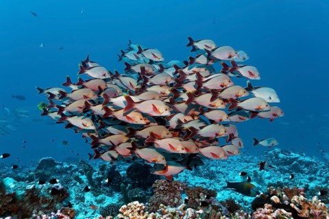 Swarm Humpback Red Snapper (Lutjanus gibbus)