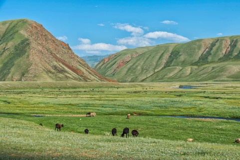 Sheep herd grazing along a mountain river