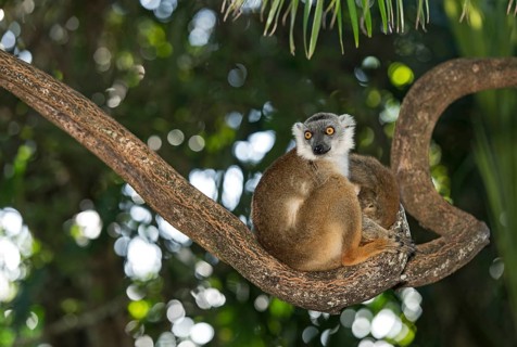 True lemur