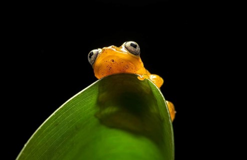 Poison dart frog (Boophis pyrrhus)