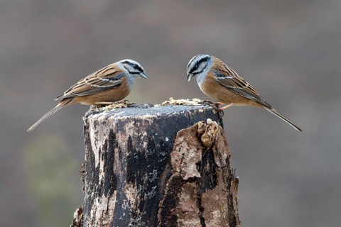 Rock Buntings (Emberiza cia)