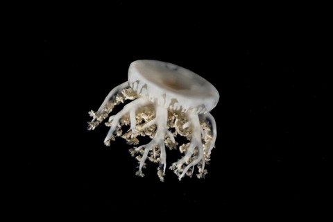 Upside-down jellyfish (Cassiopea andromeda) in the night