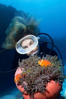 Diver watches Magnificent sea anemone (Heteractis magnifica) with pair Pink skunk clownfishes (Amphiprion perideraion)