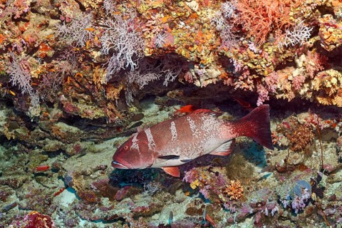 Blacksaddled coralgrouper (Plectropomus laevis) at the coral reef