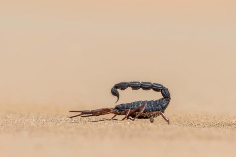 Transvaal thick-tailed scorpion (Parabuthus transvaalicus) in Sand Desert