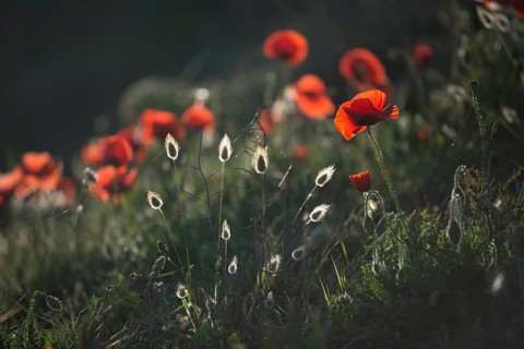 Corn poppy (Papaver rhoeas) and hares tail grass (Lagurus ovatus) against the light