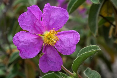 Cistus symphytifolius (Cistus symphytifolius)