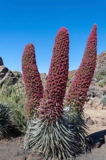 Blooming Echium wildpretii (Echium wildpretii)