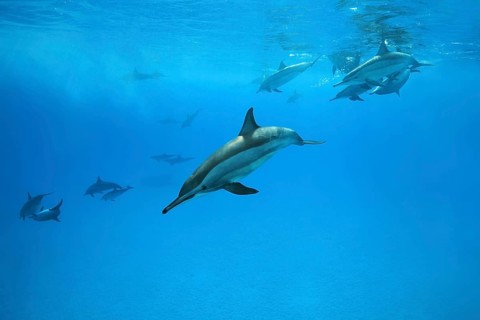 Pod of Spinner Dolphins (Stenella longirostris) swim under surface of the blue water