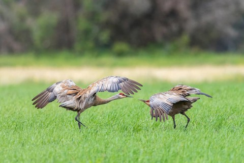Two Sandhill cranes (Grus canadensis) on field