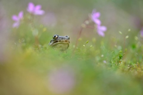Common spadefoot (Pelobates fuscus) sits in meadow between flowers