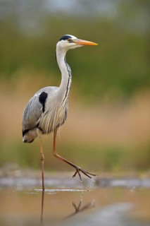 Grey heron (Ardea cinerea)