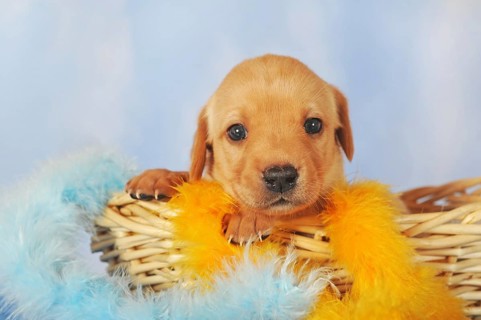 Labrador Retriever