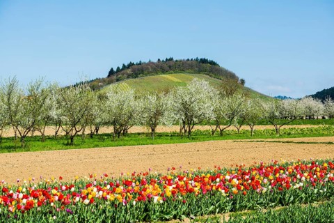 Tulip field and flowering fruit trees