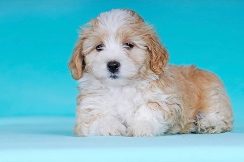 Havanese