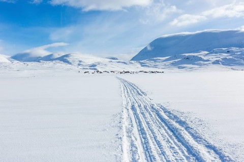 Traces of snowmobiles in the snow