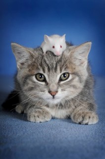 Kitten