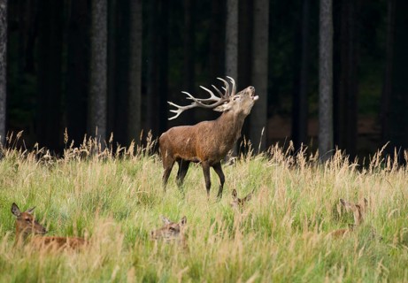 Red deer (Cervus elaphus) roars during rutting season