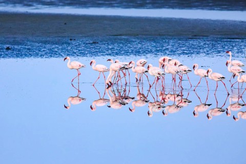Greater flamingos (Phoenicopterus roseus)