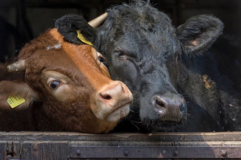Limousin cattle and Angus-Cattle looking curiously out of the barn door
