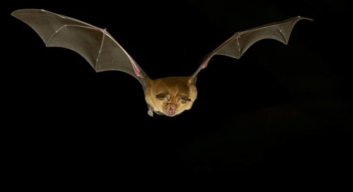 Greater horseshoe bat (Rhinolophus ferrumequinum) in flight at night