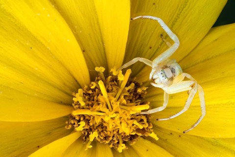 Goldenrod crab spider (Misumena vatia)