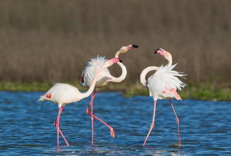 Greater Flamingo (Phoenicopterus roseus)