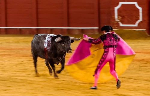 Racing bull with matador