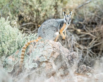 Yellow-footed rock-wallaby (Petrogale xanthopus)